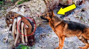 Собака лает весь день на дерево, когда ее хозяин решил провести расследование, Он побледнел...