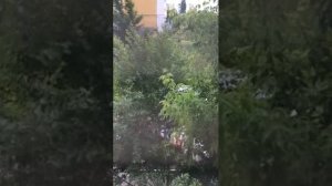 Что за птица поет?