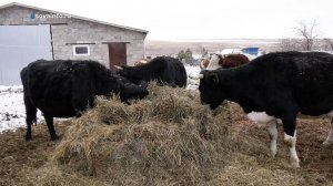 Многодетная семья строит новую ферму в Шенталинском районе