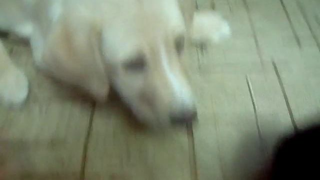 Учим собаку команде сидеть. Я щенок(Беки) смотреть онлайн