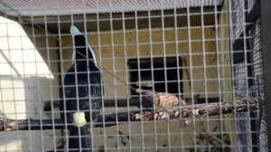 Песня Тукана