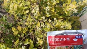 Болезни голубики