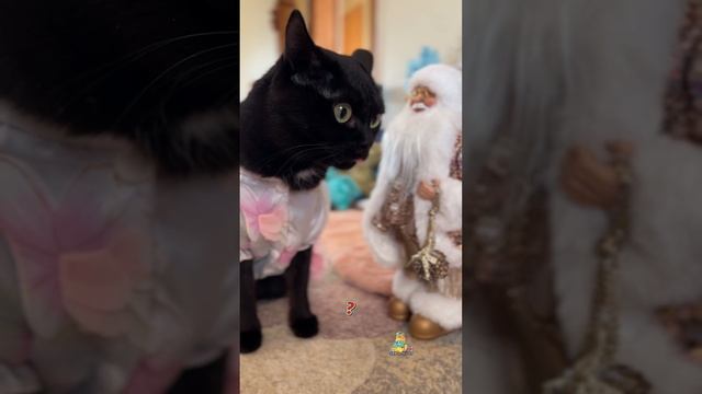 А что вы попросили у Деда Мороза?🎅🏼 #подарки #дедмороз #котики #юмор