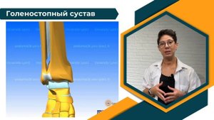 Зачем человеку две берцовые кости?
