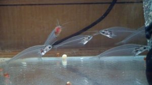 Стеклянный сомик. Необычная аквариумная рыбка.