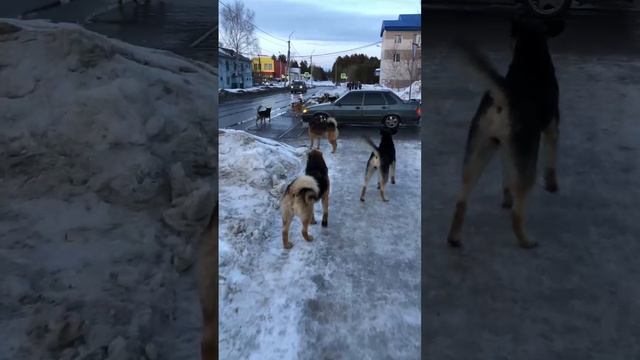 Псы бродячие