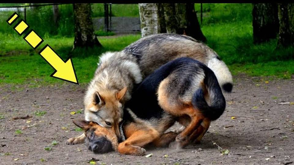 Хозяин бросил собаку в лесу, привязав к дереву. Но дальше произошло невероятное! смотреть онлайн