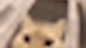 Котик_арёт_ааааааааааааааааа