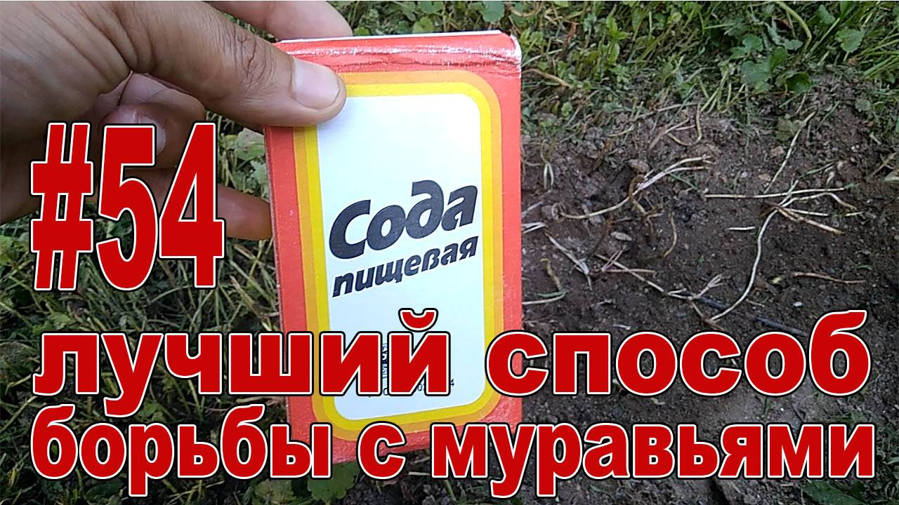 #54 САМЫЙ ЛУЧШИЙ И ПРОСТОЙ СПОСОБ БОРЬБЫ С МУРАВЬЯМИ!!! Как избавиться от муравьев!