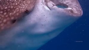 Whale Shark. Китовая акула.