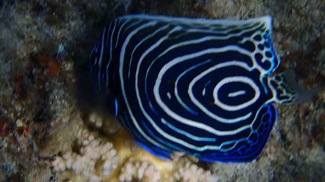 Ангел императорский ювенильный (Pomacanthus imperator)..Марса Мубарак. Марса Алам.