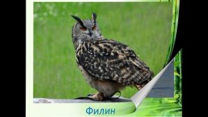 красная книга