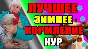 Лучшее ЗИМНЕЕ кормление кур. Новые добавки.