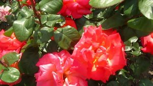 Роза ХРИСТОФОР КОЛОМБ Christophe Colomb (чайно-гибридная) Meilland Франция