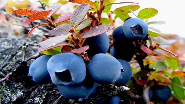 Как ягоды свой цвет получили смотреть онлайн