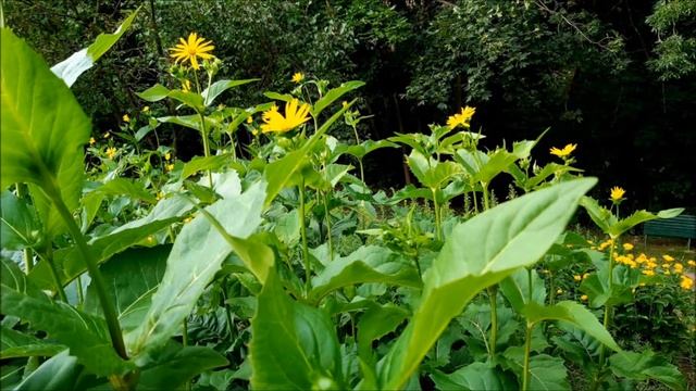 Rożnik Przerośnięty - Poradnik Ogrodowy #309 смотреть онлайн