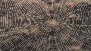 Spiders Facts For Kids | Anatomy, Diet, Behavior, Venom