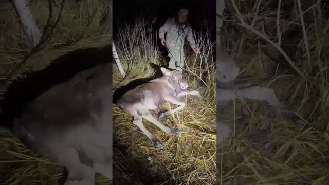 пьяный лось смотреть онлайн