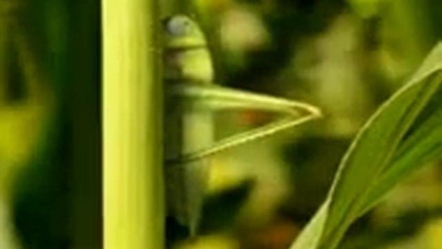 Крохи - Божья коровка и кузнечик