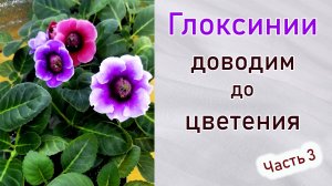 Глоксиния. Доводим до цветения. Ёмкости. Сеянцы. Какие зацветут первыми. Часть 3.