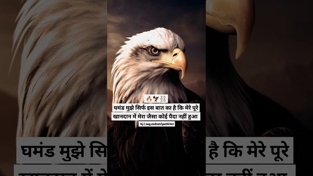 #eagle #birds #bird #nature #wildlife #eagles #birdsofinstagram #baldeagle #birdsofprey #wildlifeph