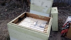 Сборка гнезда пчел в зиму на 145 рамке - 21 октября 2018 года