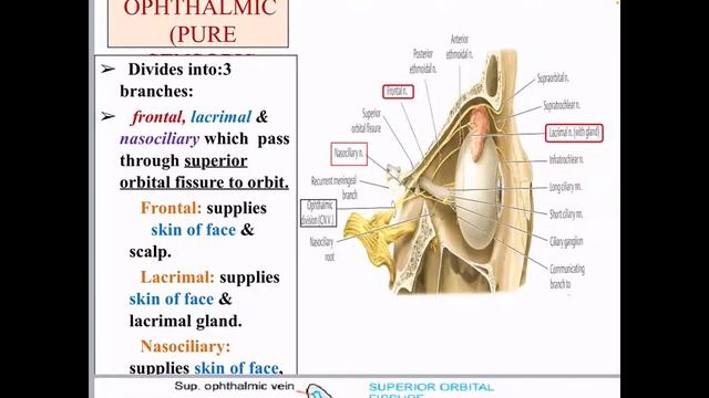 16. Trigeminal nerve. Structure, functions. Topical diagnosis in case of its defeat.