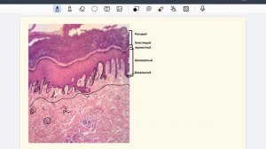 За час до коллоквиума по гистологии | Толстая кожа
