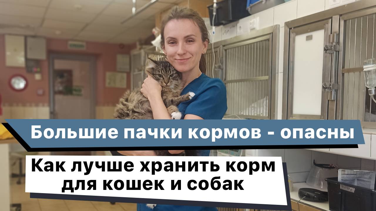 Почему опасны большие пачки кормов и как хранить корм для кошек и собак