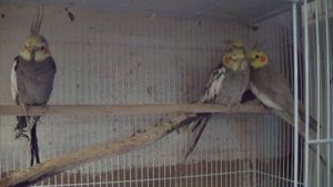 Кореллы. Что за птица_ Минимальные условия содержания. Определение пола.