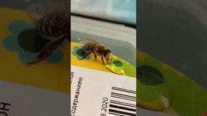 Пчела собирает мёд.