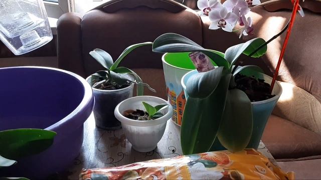 Семья из Мариуполя ПЕРЕСАДКА ОРХИДЕЙ ФАЛЕНОПСИС #мариупольсегодня