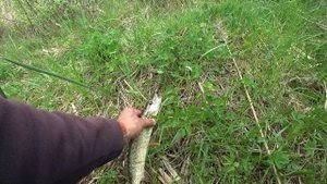 Щука в начале мая  Колебалка рулит