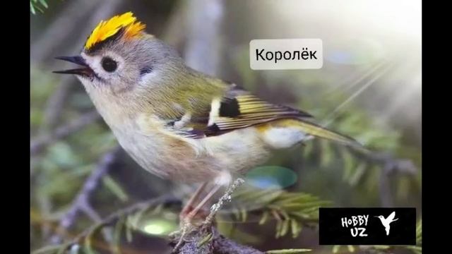 Королёк