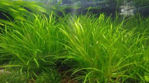 Бликса японская (Blyxa japonica)