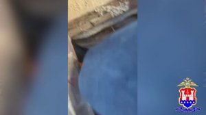 Подземную плантацию конопли нашли полицейские в городе Гвардейске Калининградской области