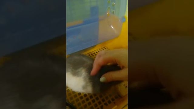 Сэм декоративная крыса