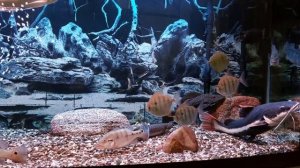 Цыхлы,милеусы,арована,краснохвостый сом