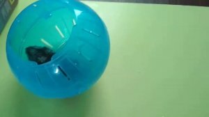 Обзор на прогулочный шар для грызунов, Извеняюсь подойдёт всем грызунам