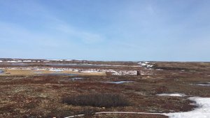 тундра весной.mp4