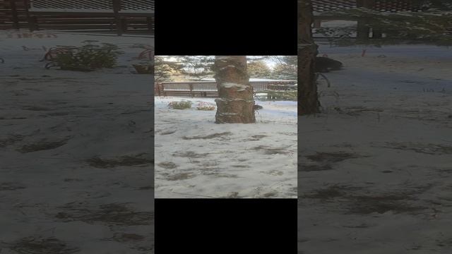 пудель лучше мальтипу