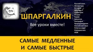 Самые медленные и самые быстрые животные, птицы и рыбы