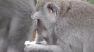 Masa kecil yang berbahagia [Monyet kecil lucu yang bikin gemas] #monyetmonkey