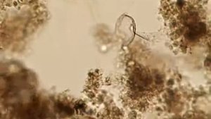 Тихоходка в активном иле Хабаровска