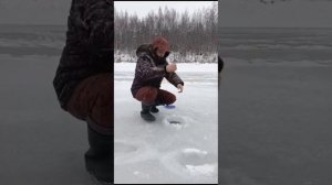 ДЕКАБРЬ 2024  ПЕРВЫЙ ЛЕД