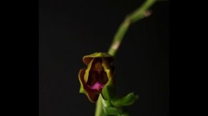 Phal. Meidarland Chambe