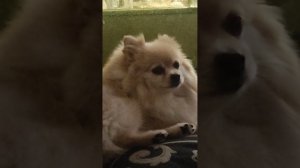 собака квадробер умывается как кошка