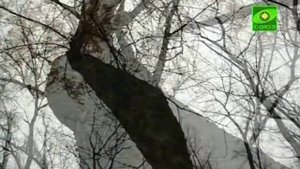 'Светлый гений'. Татьяна Баскакова