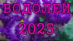 ВОДОЛЕЙ таро прогноз на 2025 год по 12 домам гороскопа.