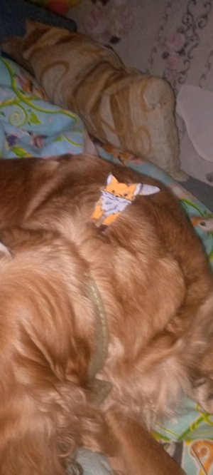 евродепутат